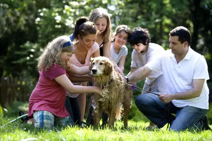 Lavage chien
