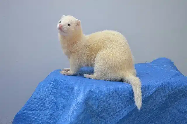 Furet