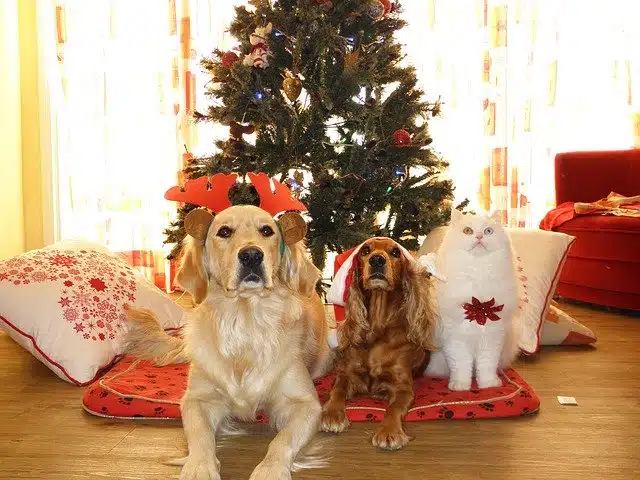 Urgences-veterinaires-dangers-noel