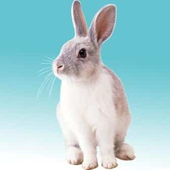 Lapin su fond bleu
