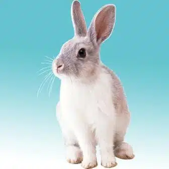 Lapin su fond bleu