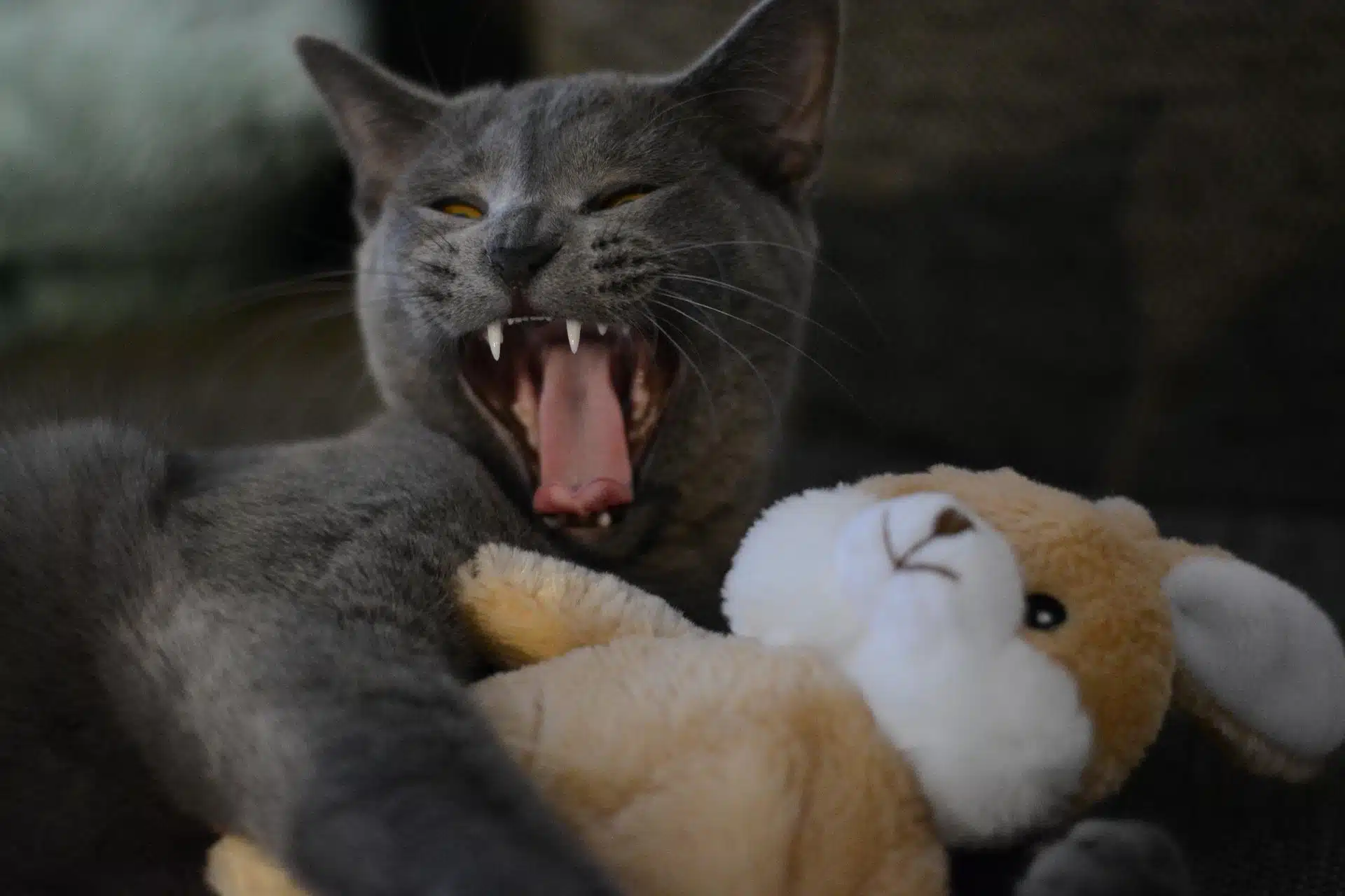Chat avec peluche