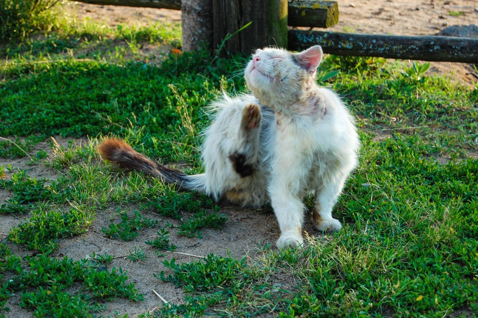 Chat qui se gratte