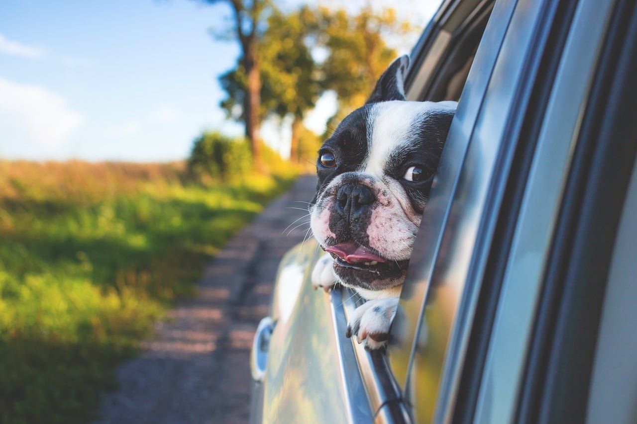 Chien en voiture