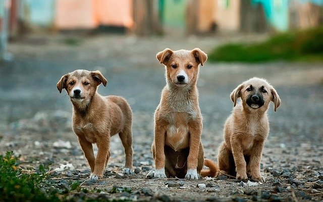 Chiots dans la rue