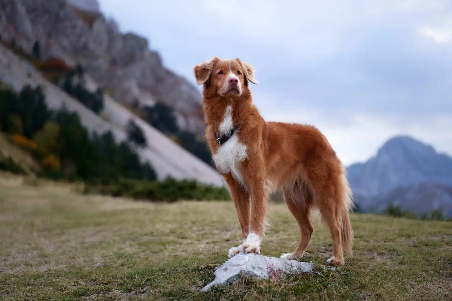 Vétérinaire Chamonix Chien dans la montagne