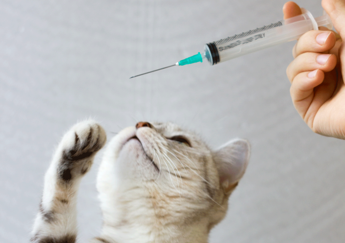 Vaccination des chats