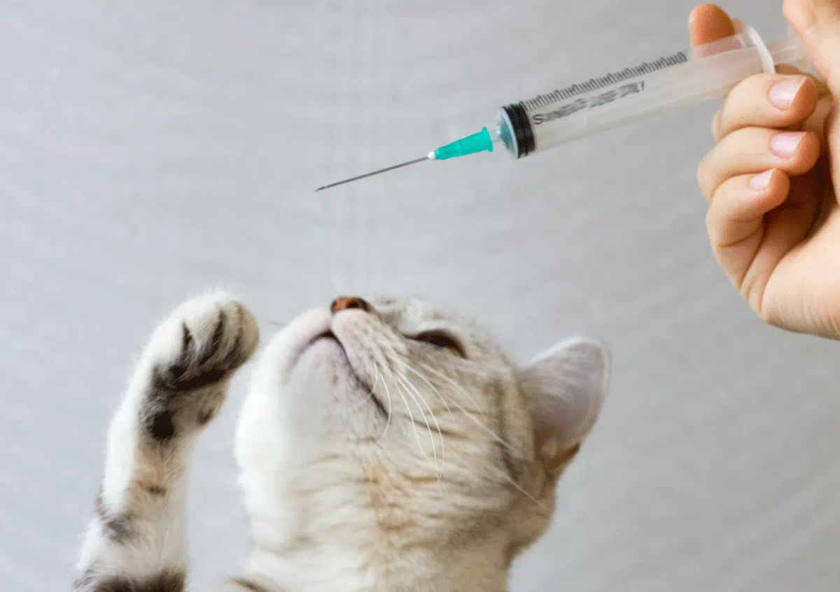 Vaccination des chats
